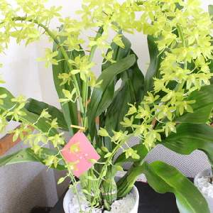 フローラルファクトリー株式会社